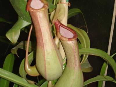 Nepenthes x ventrata